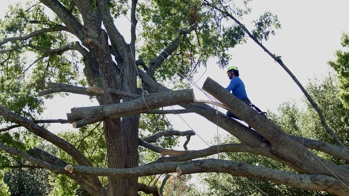 Professional Hazardous Tree Removal performed by certified arborists in Talmage